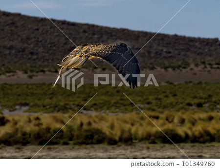 Hawk flies away after eating a burd he has killed on the edge of a lagoon in Bolivia Hawk flies away after eating a burd he has killed on the edge of a lagoon in Bolivia 101349760
