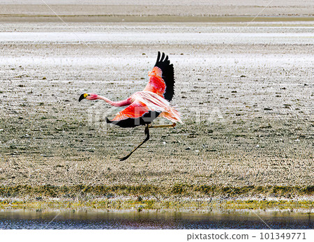 Flamingos in a shallow lake in Bolivia Flamingos in a shallow lake in Bolivia 101349771