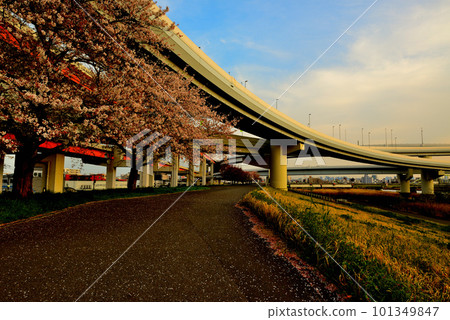 Arakawa Sakura, the sunset view of the five colored cherry blossoms Ohashi and Ekita junction Arakawa Sakura, the sunset view of the five colored cherry blossoms Ohashi and Ekita junction 101349847