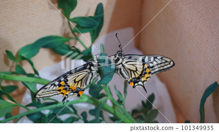 two swallowtail butterflies two swallowtail butterflies 101349935