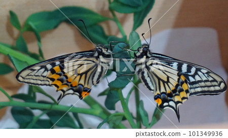 couple swallowtail butterflies 101349936