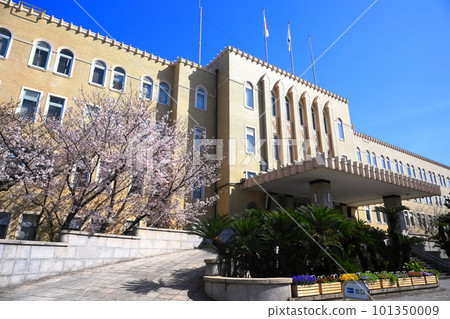 [Wakayama Prefecture] Cherry blossoms in full bloom and Wakayama Prefectural Office 101350009
