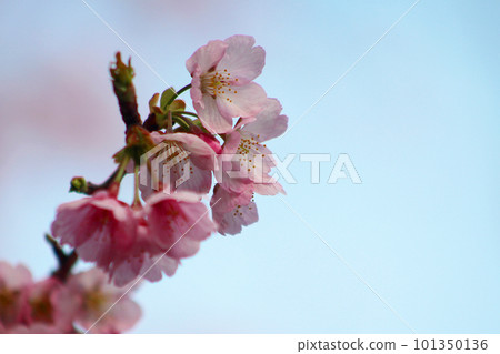 Angyōzakura 預示著春天的到來 Angyōzakura 預示著春天的到來 101350136