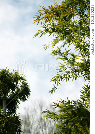 竹森林和藍天 101350222