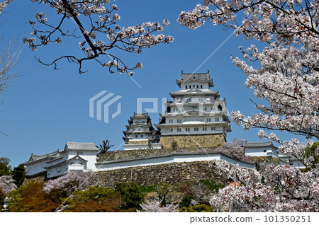 Himeji Castle and Sakura Himeji Castle and Sakura 101350251