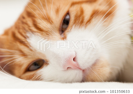 healthy pink nose of a impudent domestic cat healthy pink nose of a impudent domestic cat 101350633