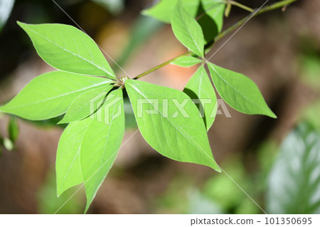 Kuro-moji 的嫩葉(黑色字母) Kuro-moji 的嫩葉(黑色字母) 101350695