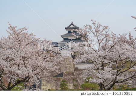 春天的小峰城 福島著名的賞櫻勝地 春天的小峰城 福島著名的賞櫻勝地 101350892