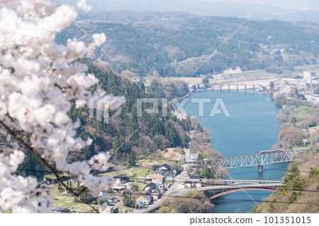 [高山本線]特快列車穿過櫻花盛開的鐵道橋 101351015