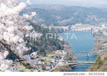 [Takayama Main Line] Limited express train crossing the railway bridge with cherry blossoms 101351016