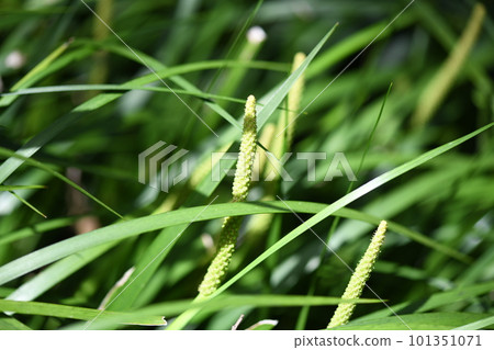 桔梗花 桔梗花 101351071