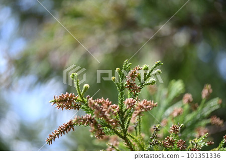 Japanese cedar cones (female flowers) and male flowers 101351336