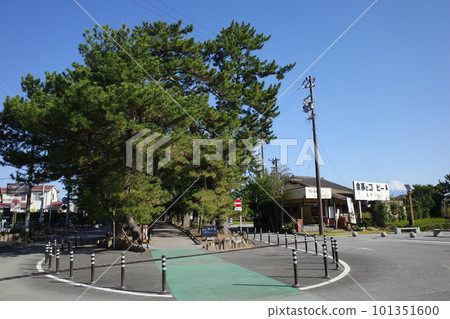 God's road lined with pine trees in Miho, Shizuoka Prefecture 101351600