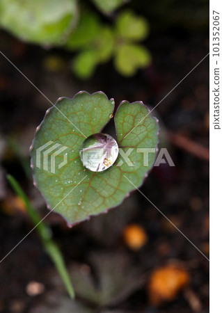 仙客來心形葉子中心的大雨滴（使用微距鏡頭，室外特寫圖像） 101352067