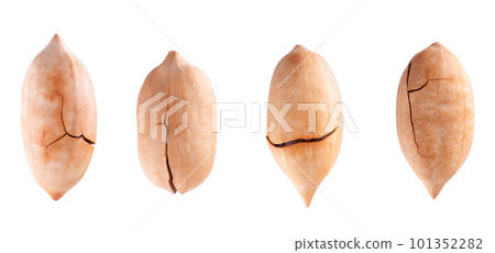 Pecan nuts isolated on white background. Unshelled pecan. Clipping path. Top view. Pecan nuts isolated on white background. Unshelled pecan. Clipping path. Top view. 101352282