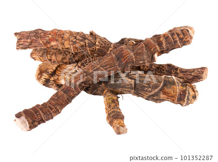 Calamus root isolated on white background. Sweet flag, sway or muskrat root, vasambu. Dry root of Acorus calamus. 101352287