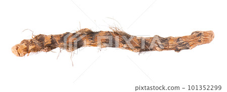 Calamus root isolated on white background. Sweet flag, sway or muskrat root, vasambu. Dry root of Acorus calamus. Top view. 101352299