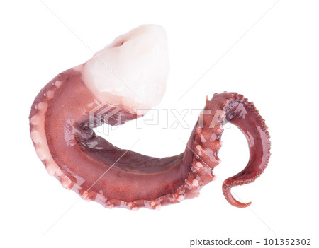 Squid tentacles isolated on white background. Fresh raw gigant squid. Top view. Squid tentacles isolated on white background. Fresh raw gigant squid. Top view. 101352302
