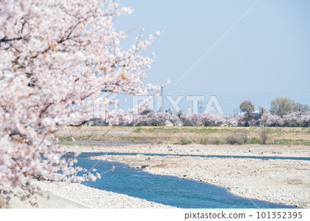 [Senbonzakura in Jintsu] Cherry Blossom Trees Along the River 101352395