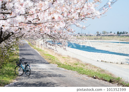【神通千本櫻】沿河排列的櫻花樹和自行車 101352399