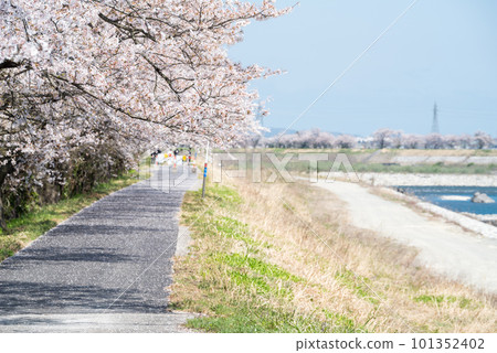 [Senbonzakura in Jintsu] Rows of Cherry Trees and Promenade along the River 101352402