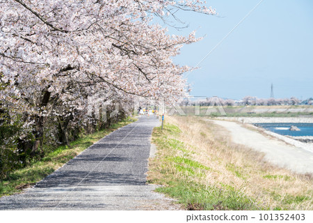[Senbonzakura in Jintsu] Rows of Cherry Trees and Promenade along the River 101352403