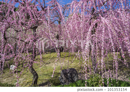 Umi plum of Kyoto Seongnam Palace 101353154