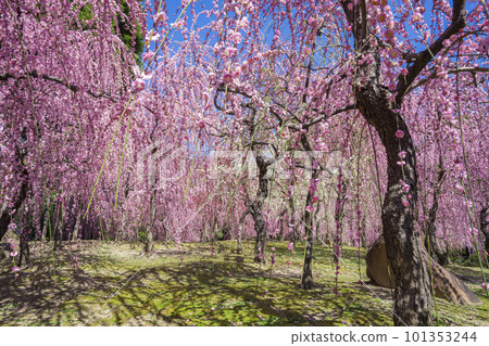 Umi plum of Kyoto Seongnam Palace Umi plum of Kyoto Seongnam Palace 101353244