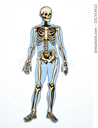 Human skeleton. Vector schematic drawing Human skeleton. Vector schematic drawing 101353422