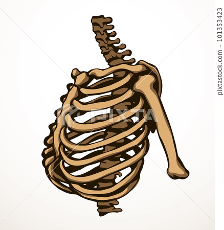 Vector drawing. Thorax and ribs 101353423