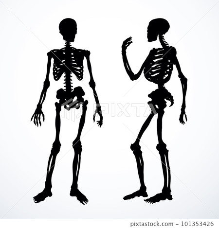 Human skeleton. Vector schematic drawing 101353426
