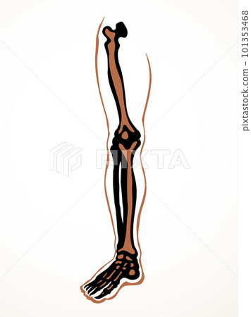 Vector drawing. Bones of the leg 101353468