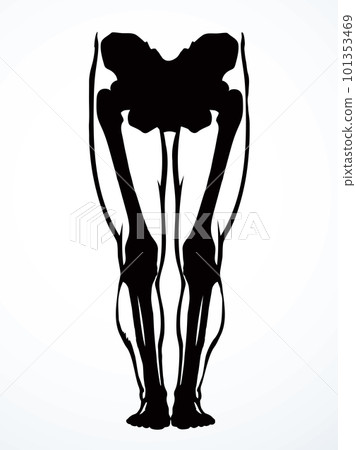Vector drawing. Bones of the leg Vector drawing. Bones of the leg 101353469
