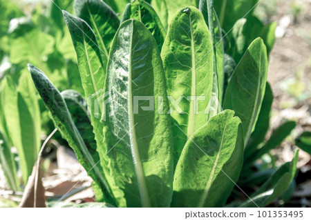 Chicory leaves of the genus Chicory of the Asteraceae family, which are often cultivated for soft white Chicory leaves of the genus Chicory of the Asteraceae family, which are often cultivated for soft white 101353495