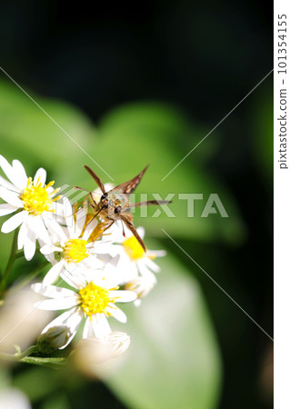 Chabaneseri butterfly sucking nectar from the white flowers of Shiroyomena (using a macro lens, outdoor close-up image) 101354155