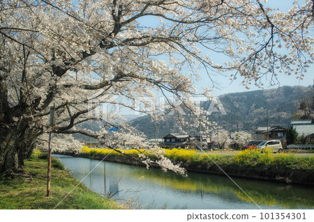 Cherry blossoms and rape blossoms blooming along the Yogo waterway in Shiga prefecture Cherry blossoms and rape blossoms blooming along the Yogo waterway in Shiga prefecture 101354301
