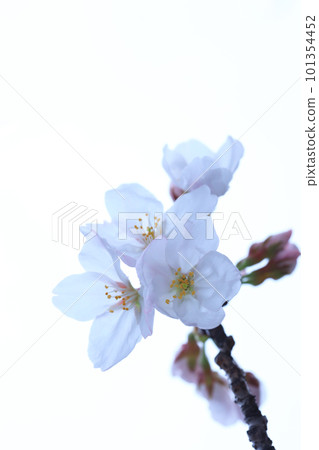 Sakura 5497 101354452