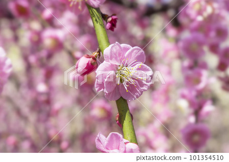 京都城南宮的Umi李子 101354510