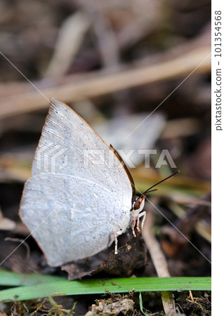 A cool lycaenid butterfly prowling the ground in the forest (using a macro lens, outdoor close-up image) 101354568