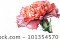 carnation watercolor 101354570