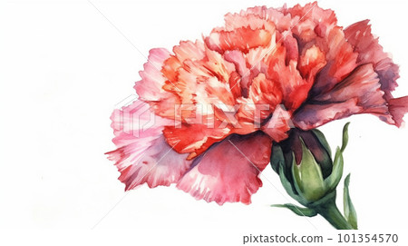 carnation watercolor 101354570