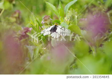 Parnassius fluttering in the grass Parnassius fluttering in the grass 101354645