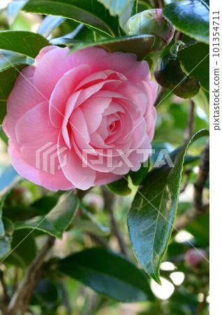 美麗的粉紅色少女山茶花 Camellia 101354711