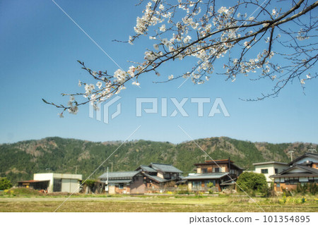 櫻花和鄉村風光 櫻花和鄉村風光 101354895