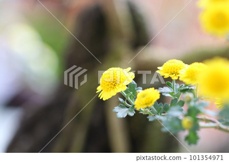 像盆景一樣排列的黃色小菊花及其外觀（使用微距鏡頭，室內特寫圖像） 101354971