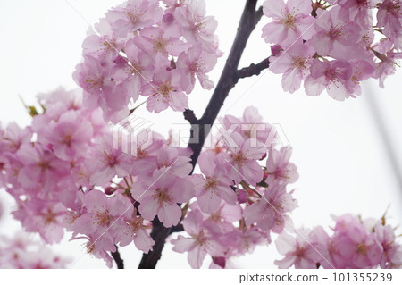 櫻花3173 101355239