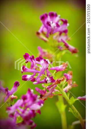 Purple flower blooming in the field Purple flower blooming in the field 101355300