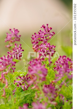 Purple flower blooming in the field Purple flower blooming in the field 101355302