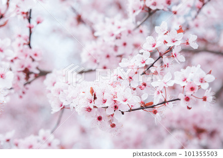 Spring background with white blossoms and sunbeamson Branches of blossoming almond macro with soft focus background. Easter and spring greeting cards. Springtime 101355503