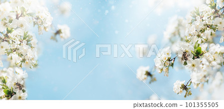 Spring background with white blossoms and sunbeamson blue sky background. Branches of blossoming cherry and bee macro with soft focus on blue background. Easter and spring greeting cards. Springtime 101355505